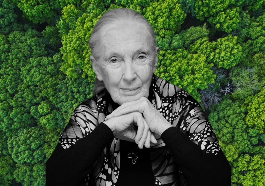 Jane Goodall Tribute
